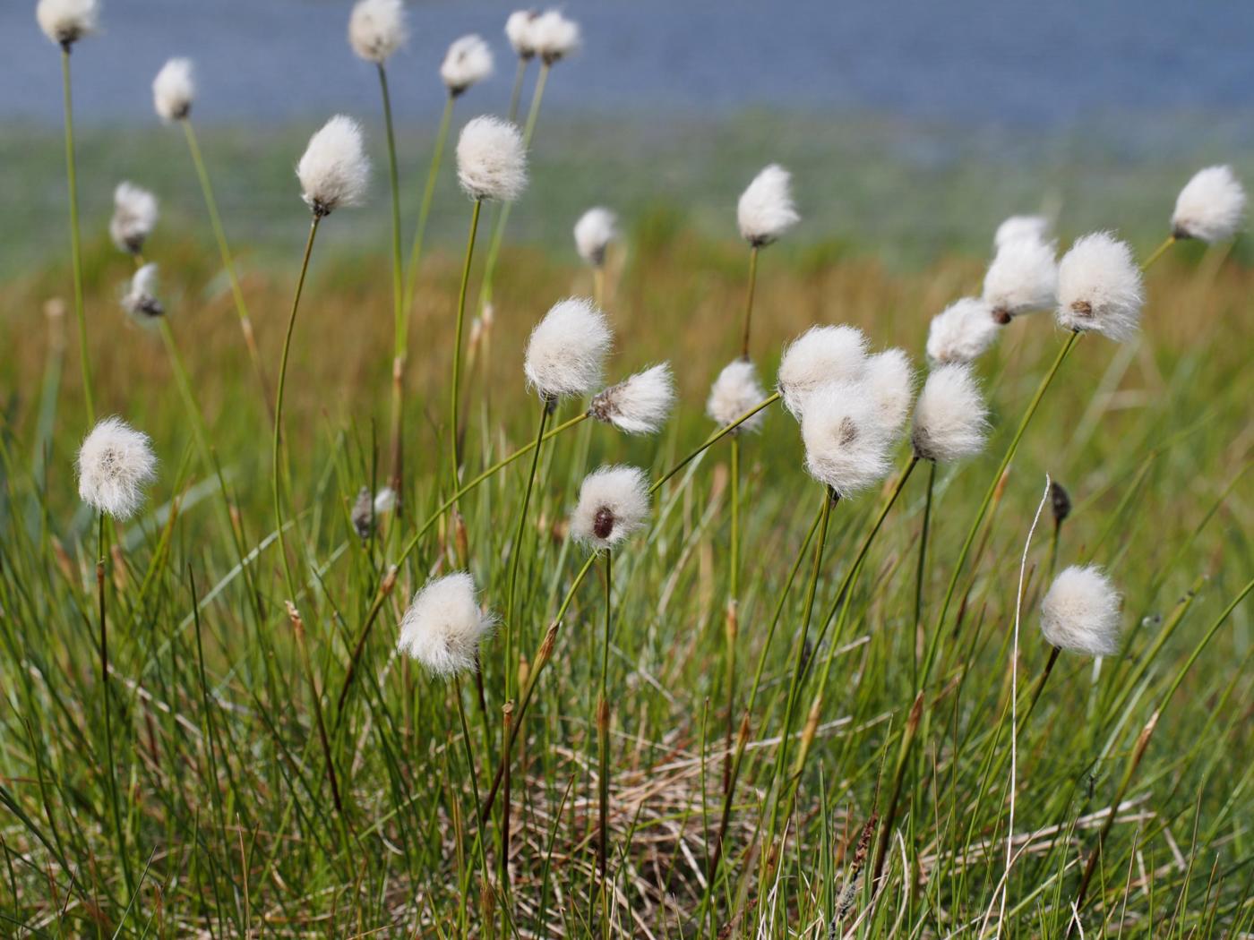 Cotton Grass, Hare's-Tail fruit